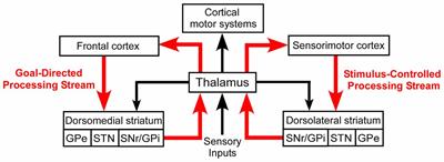 Sensory Processing in the Dorsolateral Striatum: The Contribution of Thalamostriatal Pathways